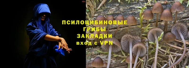 Галлюциногенные грибы Psilocybe  купить наркотик  Новое Девяткино 